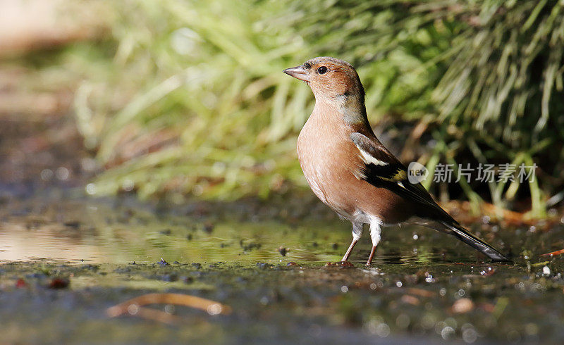 普通苍头燕雀(Fringilla coelebs)雄性